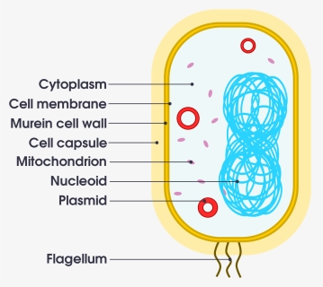 Simple Bacteria Cell Diagram, HD Png Download, Transparent PNG