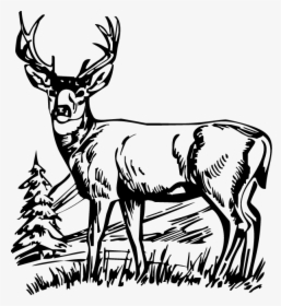 Drawing Outline At Getdrawings - Black And White Deer Drawing, HD Png Download, Transparent PNG