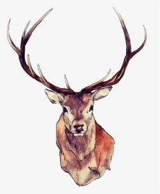 Watercolor Deer Antlers Png - Stag Drawing Head, Transparent Png, Transparent PNG