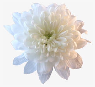 Flower Png Tumblr Flowers - Chrysanthemum Transparent, Png Download, Transparent PNG