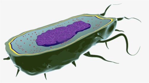 Bacteria Cell Transparent Background, HD Png Download, Transparent PNG