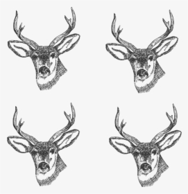 Clip Art Deer Head Drawing - Drawing Black And White Deer, HD Png Download, Transparent PNG