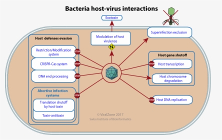 Bacterial Defense Against Viruses, HD Png Download, Transparent PNG
