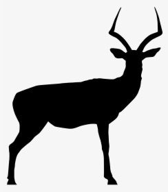 50s Clipart Impala 3 Deer Skull Drawing Deer Rack Silhouette - Impala Silhouette Clipart, HD Png Download, Transparent PNG
