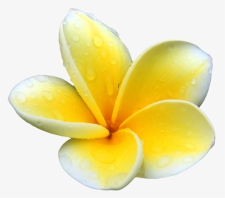 Download Plumeria Png Picture For Designing Projects - Transparent Background Plumeria Png, Png Download, Transparent PNG