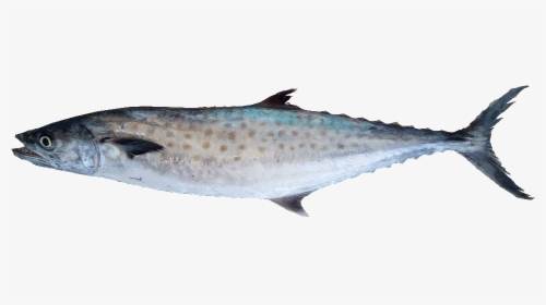Carite-lucio - King Fish Hd Png, Transparent Png, Transparent PNG