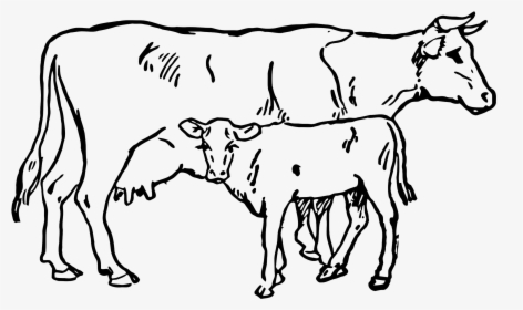 Indian Cow With Calf Png - Cow And Calf Drawing, Transparent Png, Transparent PNG