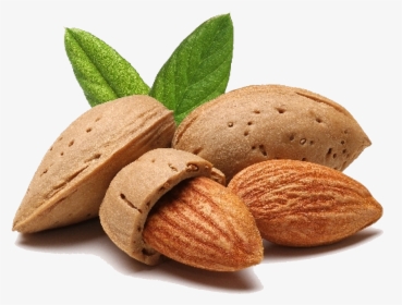 Download Almond Png File - Almond Png, Transparent Png, Transparent PNG