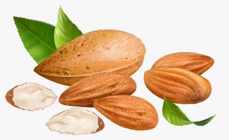 Nut Clipart Badam - Almond Vector, HD Png Download, Transparent PNG