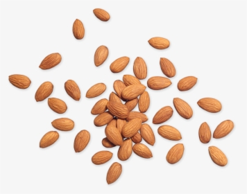 Almond Png - Nuts Png Top, Transparent Png, Transparent PNG