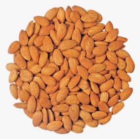 Image07 - Almond, HD Png Download, Transparent PNG