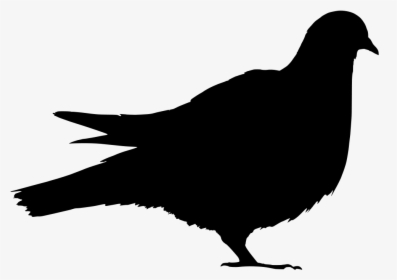 Pigeon Download Png Image - Silhouette Of A Pigeon, Transparent Png, Transparent PNG