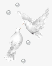 Pigeon Beautiful Images Of Birds, HD Png Download, Transparent PNG