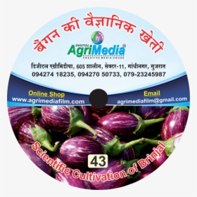 Bengan Ki Vaiganik Kheti - Eggplant, HD Png Download, Transparent PNG