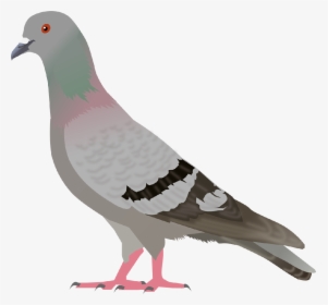 Pigeon Clipart Pigen - Pigeon Clipart, HD Png Download, Transparent PNG