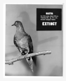 Passenger Pigeon Extinct Date, HD Png Download, Transparent PNG