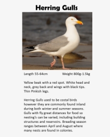 Western Gull, HD Png Download, Transparent PNG