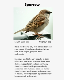 House Sparrow, HD Png Download, Transparent PNG