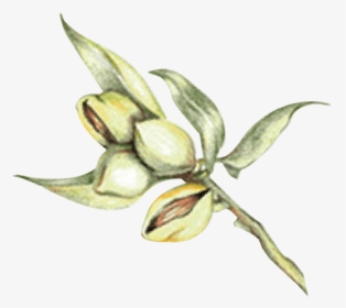 Almond Png Draw, Transparent Png, Transparent PNG