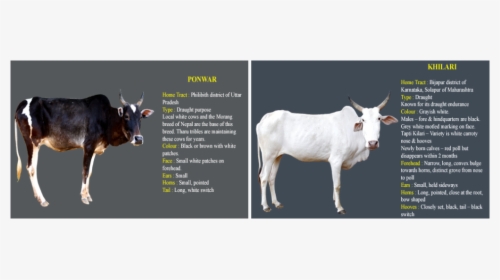 Picture - Cow Information In Kannada, HD Png Download, Transparent PNG