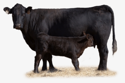 Cow With Her Calf In Pasture - Beef Cow Transparent, HD Png Download, Transparent PNG