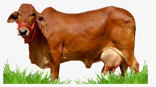 indian cow png