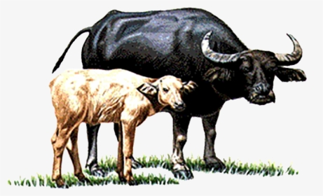 Cow Vector Buffalo Indian - Buffalo And Calf Clipart, HD Png Download, Transparent PNG