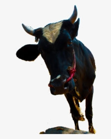 Bull, HD Png Download, Transparent PNG