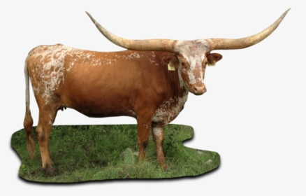 Texas Figure,ox,bull,cow-goat - Texas Longhorn Cattle Png, Transparent Png, Transparent PNG