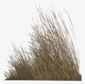 Dry Grass Png Hd , Png Download - Transparent Dry Grass Png, Png Download, Transparent PNG