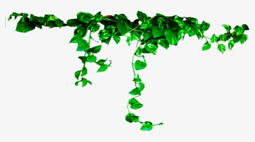 Png For Photoshop - Plants Transparent, Png Download, Transparent PNG