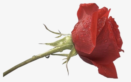 Png Images For Photoshop Hd - Png For Photoshop Hd, Transparent Png, Transparent PNG