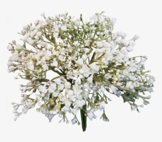 Baby Breath Flower Png - Baby Breath Flowers Png, Transparent Png, Transparent PNG