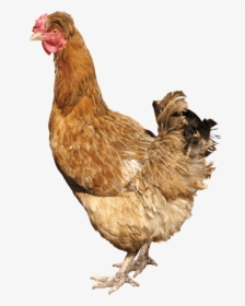 Chicken Png Image - Chicken .png, Transparent Png, Transparent PNG