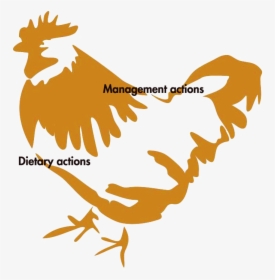 Poultryworld The Importance Of, HD Png Download, Transparent PNG
