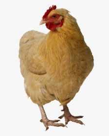 Chicken Head Png - Chicken Png, Transparent Png, Transparent PNG