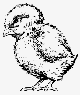 Art,fowl,rooster - Baby Chick Clipart Black And White, HD Png Download, Transparent PNG