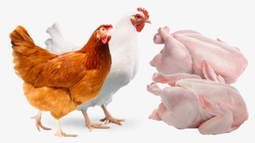 Poultry Transparent Background Png Image Broiler Png, Png Download, Transparent PNG