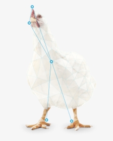Chicken, HD Png Download, Transparent PNG