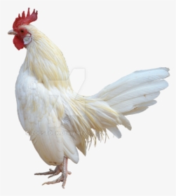 Transparent Rooster White Png - White Rooster White Background, Png Download, Transparent PNG