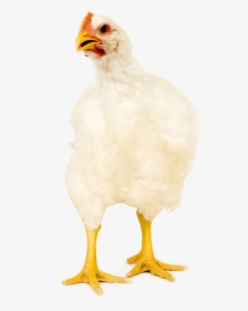 Chicken, HD Png Download, Transparent PNG