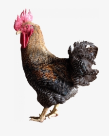 Chicken Colored Png, Transparent Png, Transparent PNG