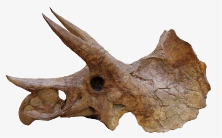 Triceratops Head Bones Png, Transparent Png, Transparent PNG
