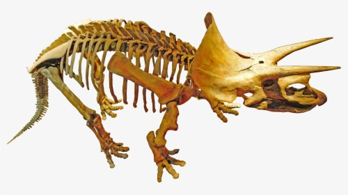 Triceratops Royal Tyrrell - Palaeontology Png, Transparent Png, Transparent PNG