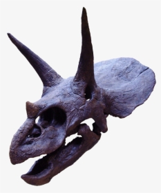 File - Triceratops2 - Triceratops Horns, HD Png Download, Transparent PNG