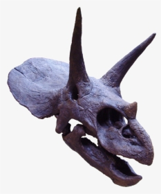 Triceratops - Triceratops Head Png, Transparent Png, Transparent PNG