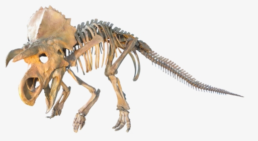 Transparent Dinosaur Fossil Png, Png Download, Transparent PNG