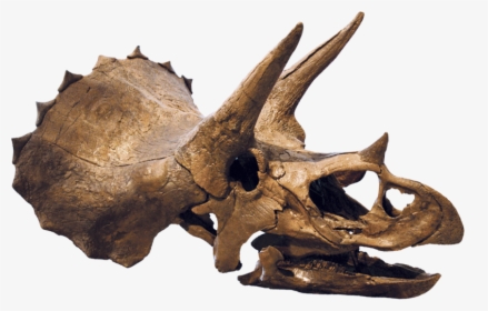 Finding A Dinosaur - Triceratops Fossil Transparent Png, Png Download, Transparent PNG
