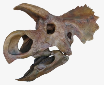 Ava Skull Done Clean Copy - Ava Dinosaur, HD Png Download, Transparent PNG