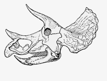 Triceratops Prorsus Old Skull004 - Triceratops Skull Line Drawing, HD Png Download, Transparent PNG